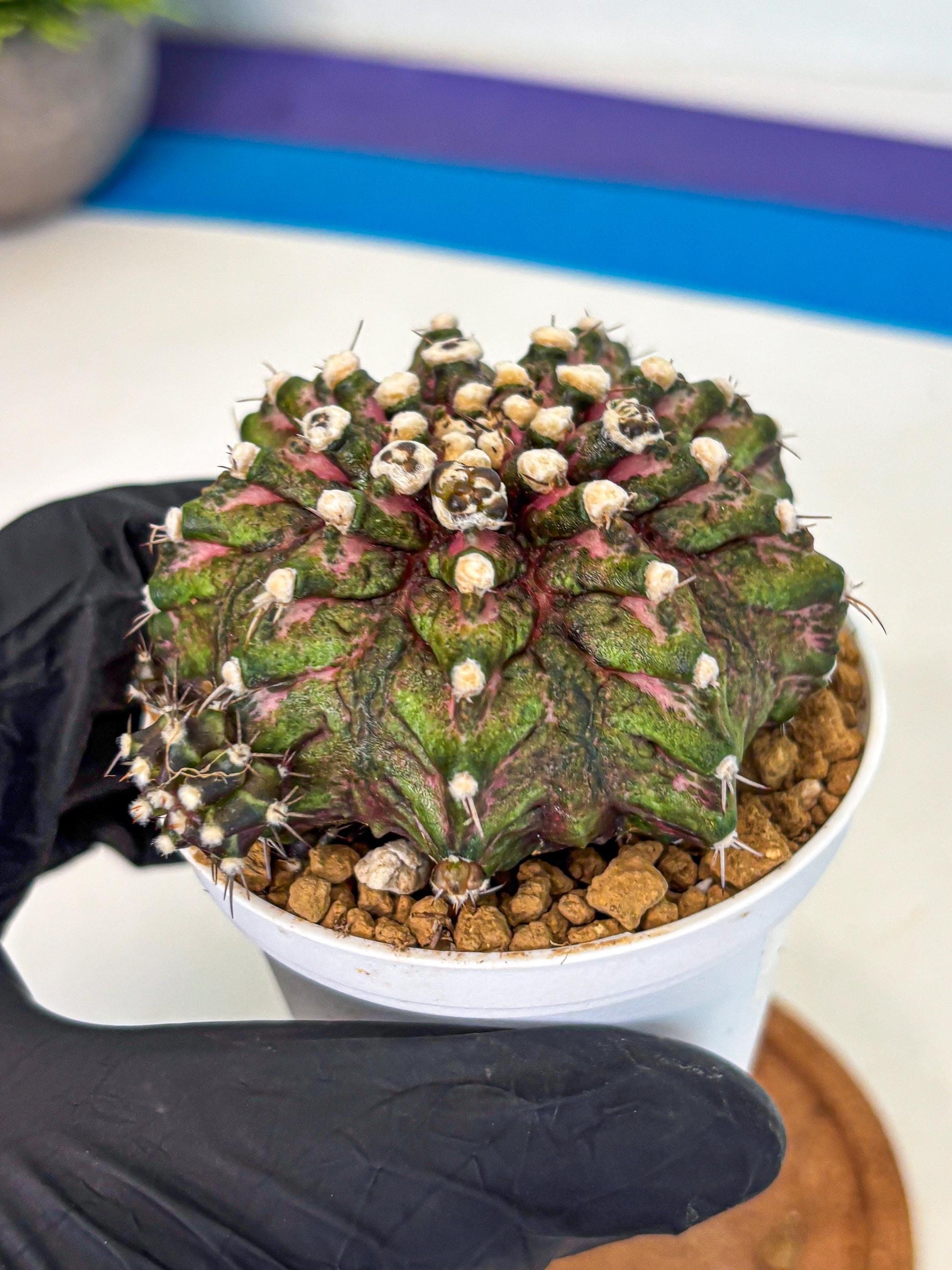 Gymnocalycium T-Rex (oo) (bg) | Variegated Cactus