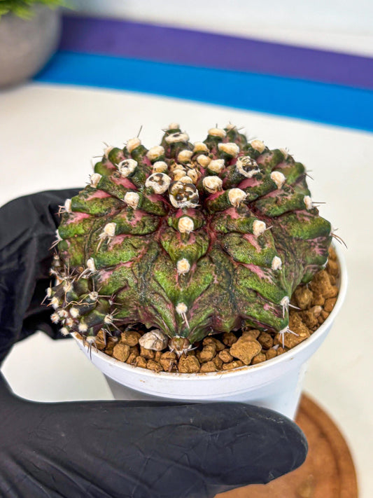 Gymnocalycium T-Rex (oo) (bg) | Variegated Cactus