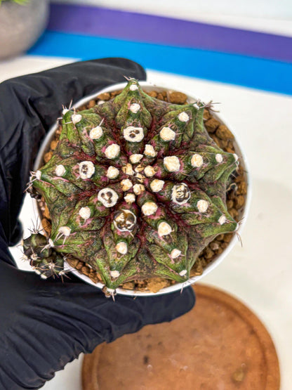 Gymnocalycium T-Rex (oo) (bg) | Variegated Cactus