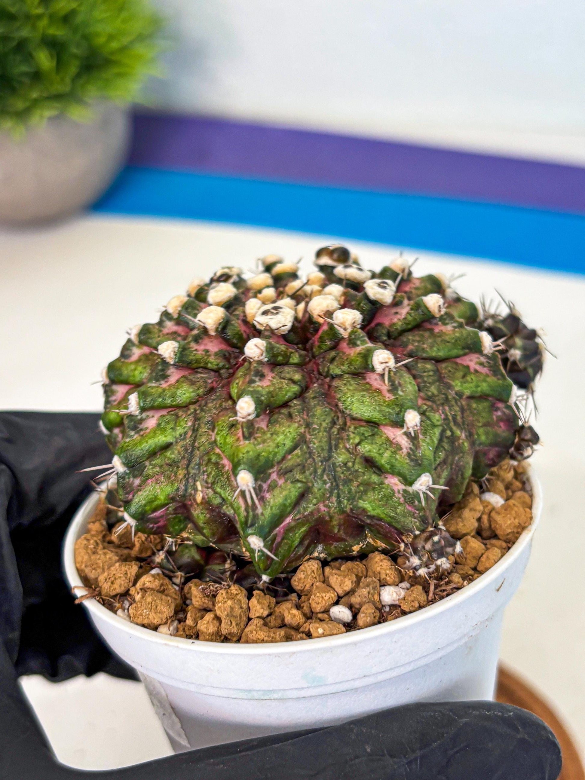 Gymnocalycium T-Rex (oo) (bg) | Variegated Cactus