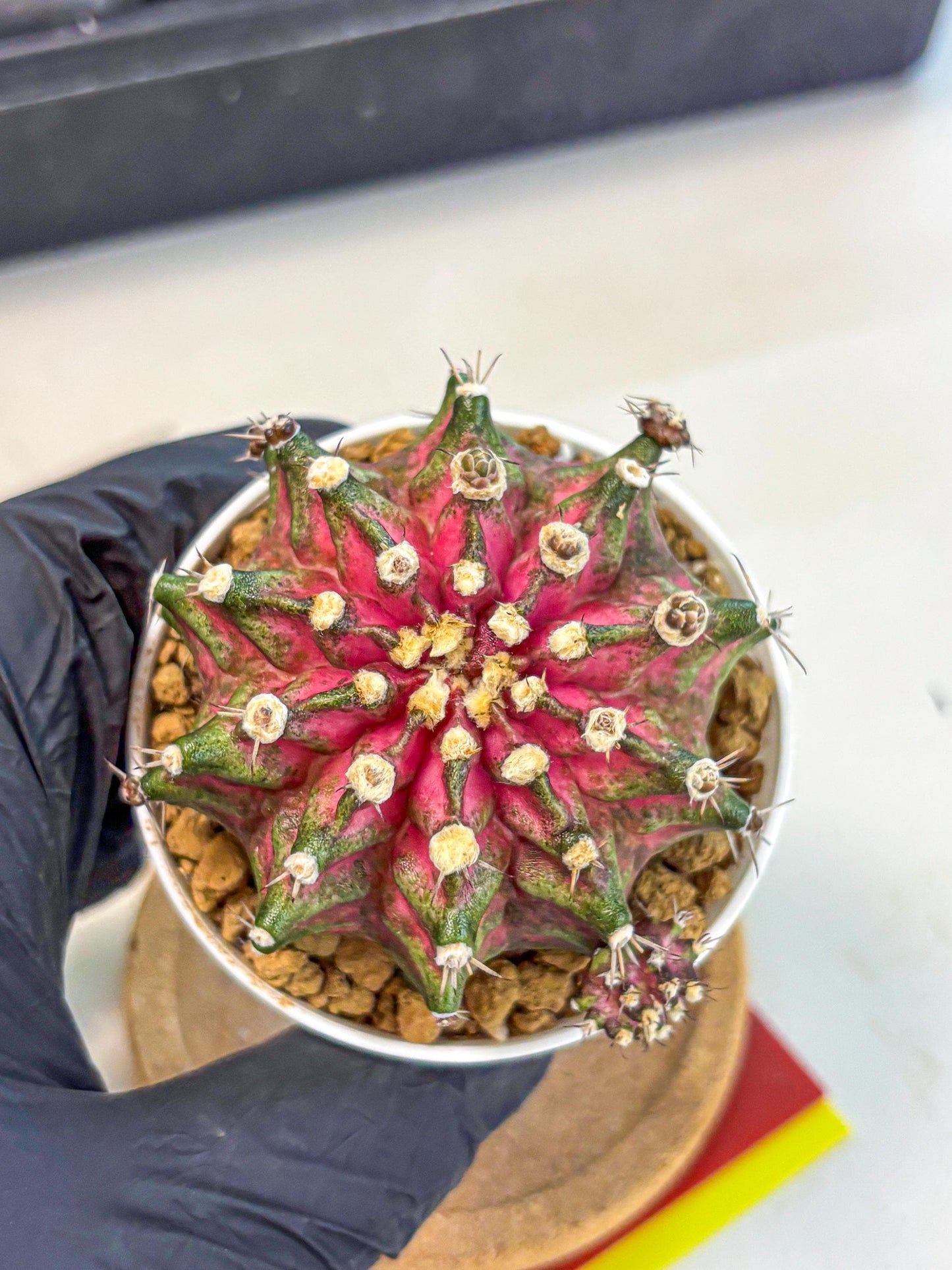 Gymnocalycium T-Rex (oo) (ry) | Variegated Cactus