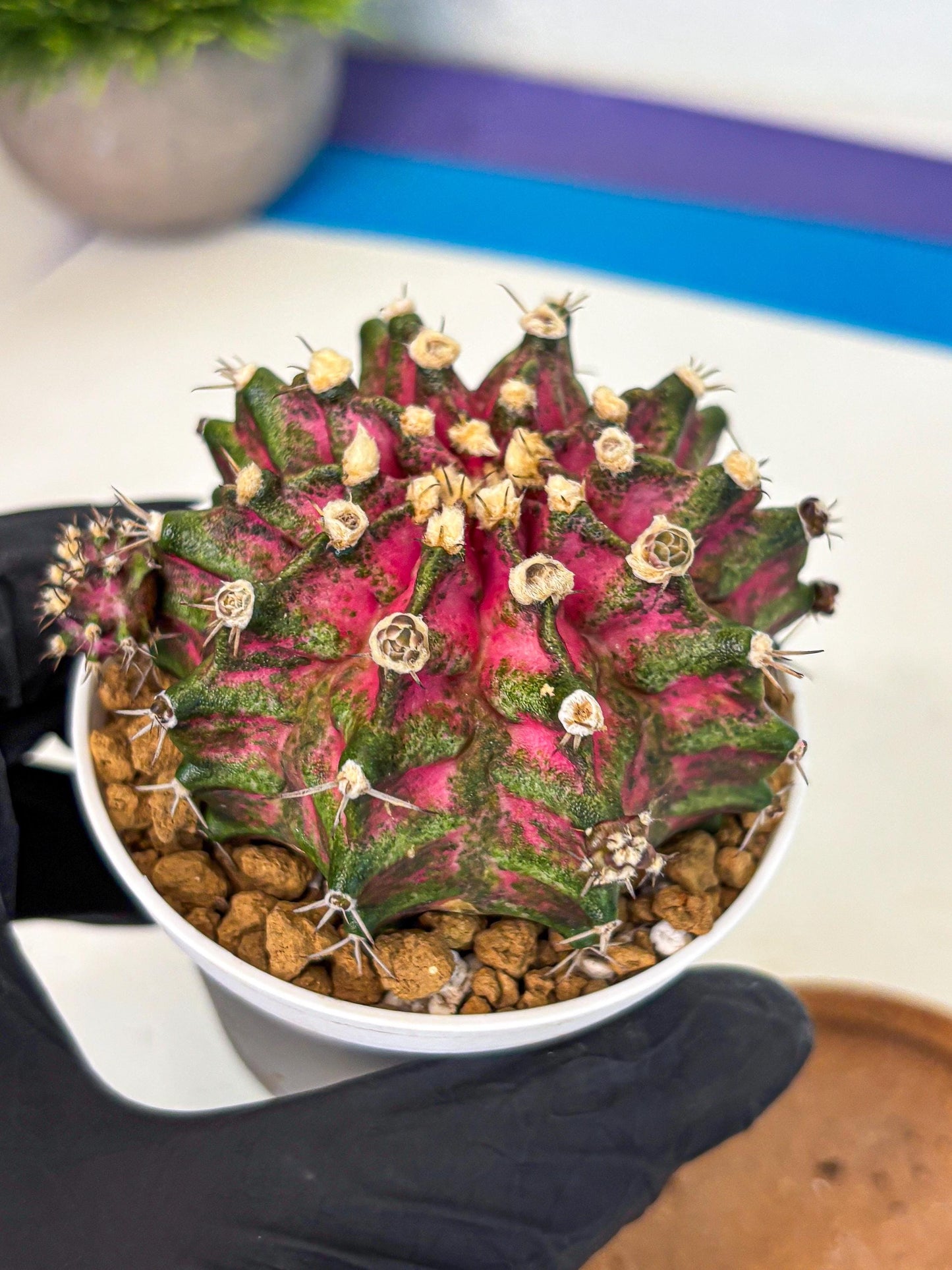 Gymnocalycium T-Rex (oo) (ry) | Variegated Cactus