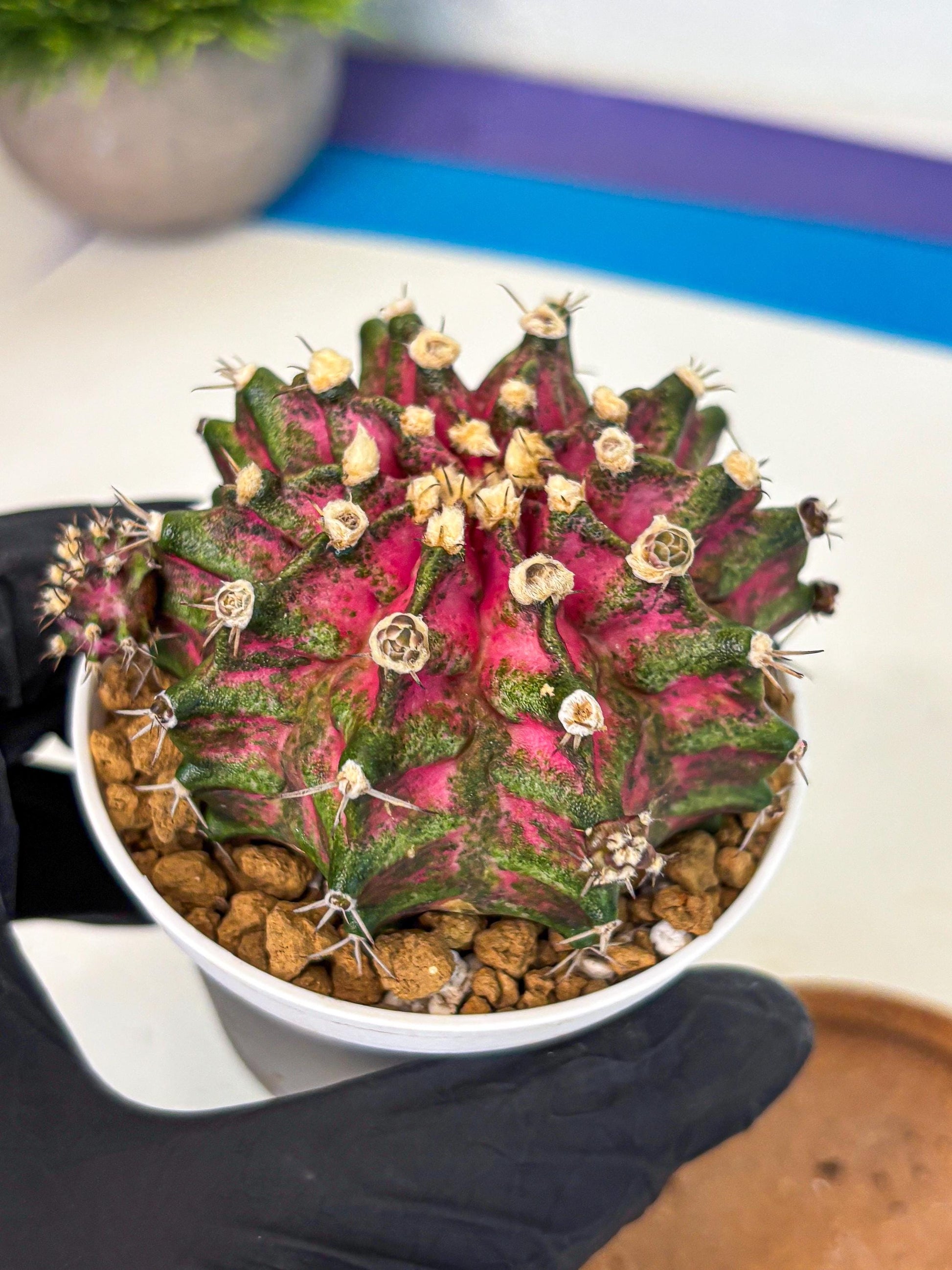 Gymnocalycium T-Rex (oo) (ry) | Variegated Cactus