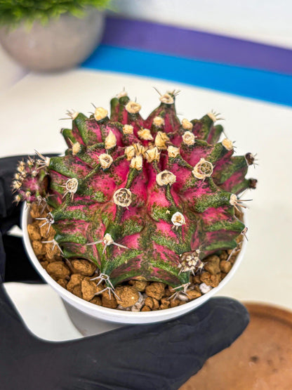 Gymnocalycium T-Rex (oo) (ry) | Variegated Cactus