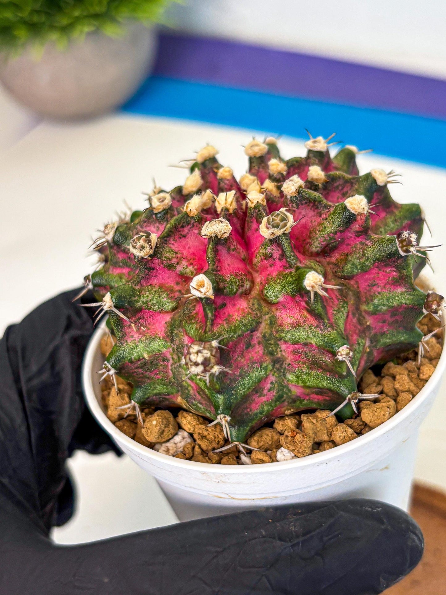 Gymnocalycium T-Rex (oo) (ry) | Variegated Cactus