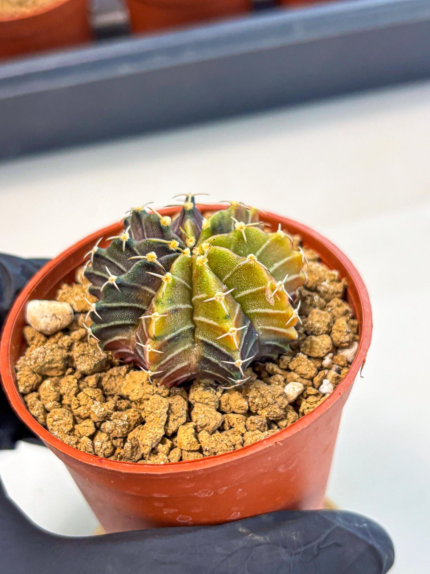 Gymnocalycium Sepia (gy12) (g1) | colorful Variegated Cactus