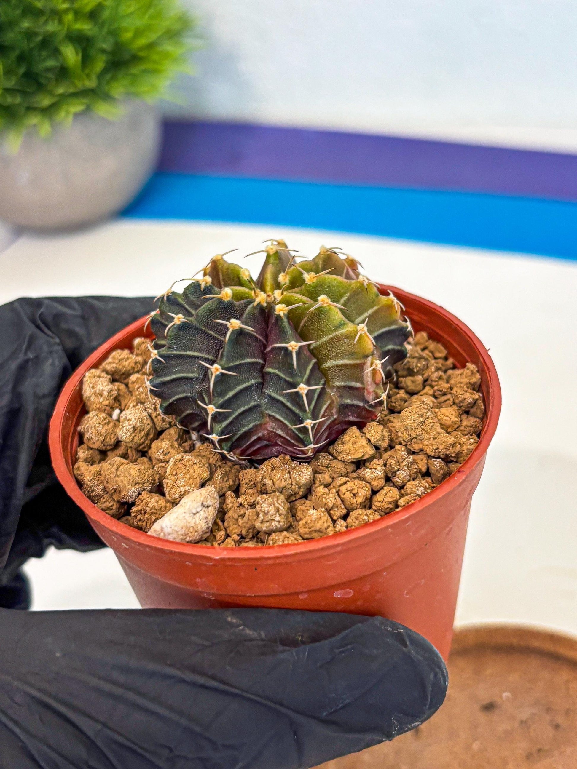 Gymnocalycium Sepia (gy12) (g1) | colorful Variegated Cactus