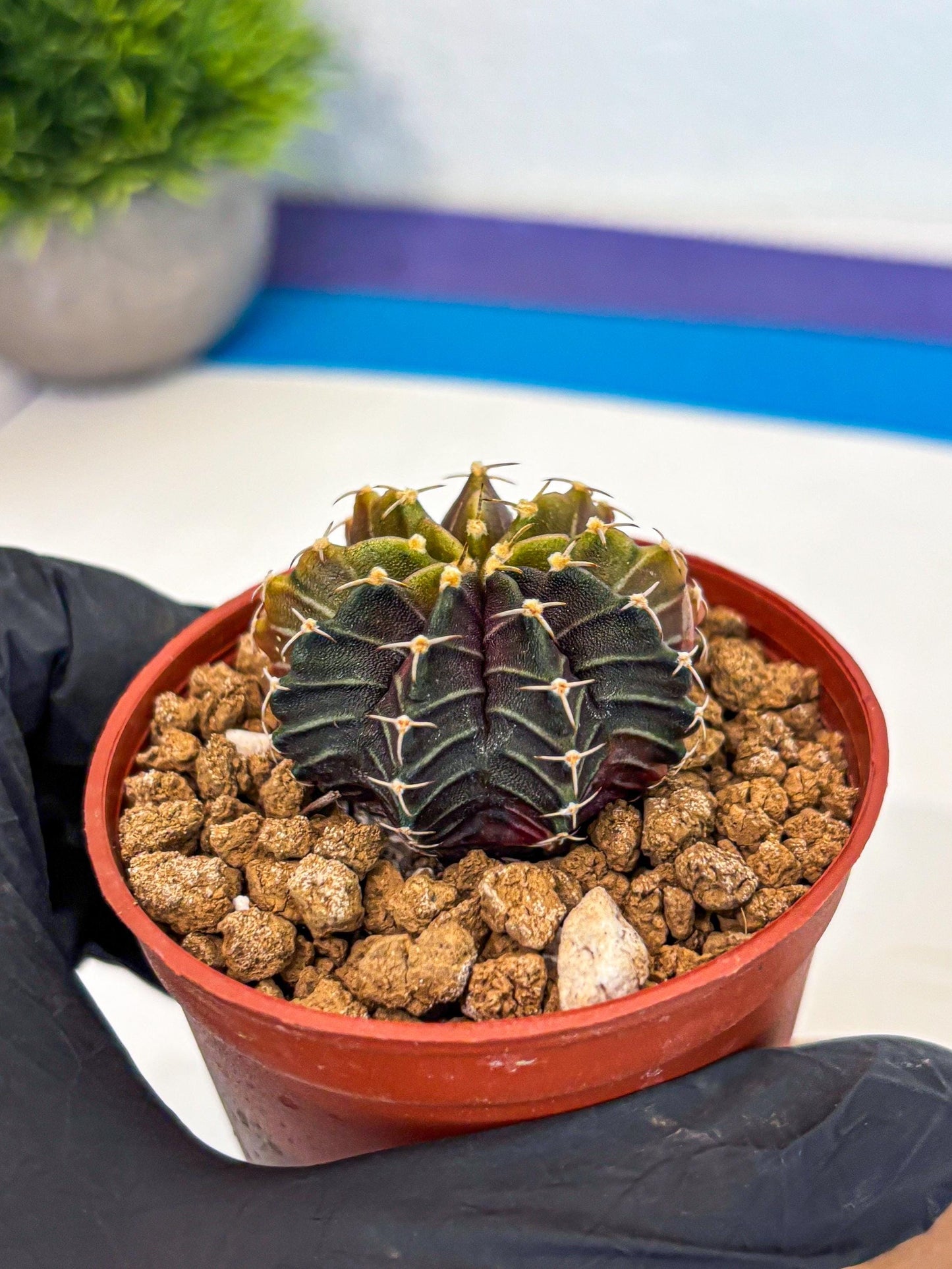 Gymnocalycium Sepia (gy12) (g1) | colorful Variegated Cactus