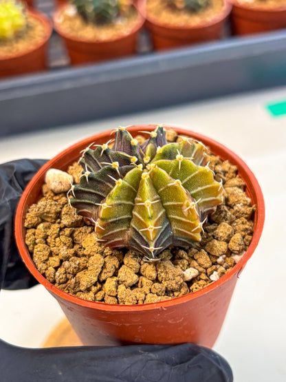 Gymnocalycium Sepia (gy12) (g1) | colorful Variegated Cactus