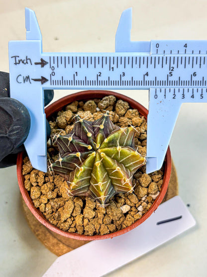 Gymnocalycium Sepia (gy12) (g1) | colorful Variegated Cactus
