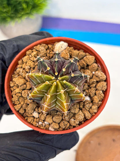 Gymnocalycium Sepia (gy12) (g1) | colorful Variegated Cactus