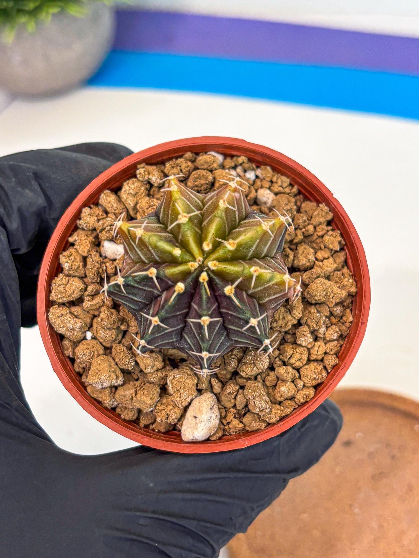 Gymnocalycium Sepia (gy12) (g1) | colorful Variegated Cactus