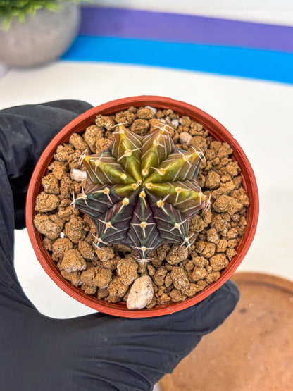 Gymnocalycium Sepia (gy12) (g1) | colorful Variegated Cactus