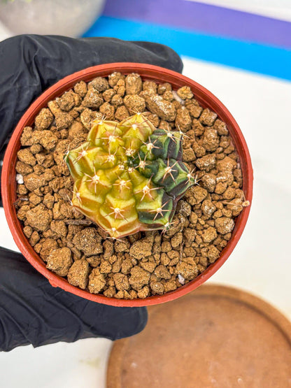 Gymnocalycium Sepia (gy12) (g2) | colorful Variegated Cactus