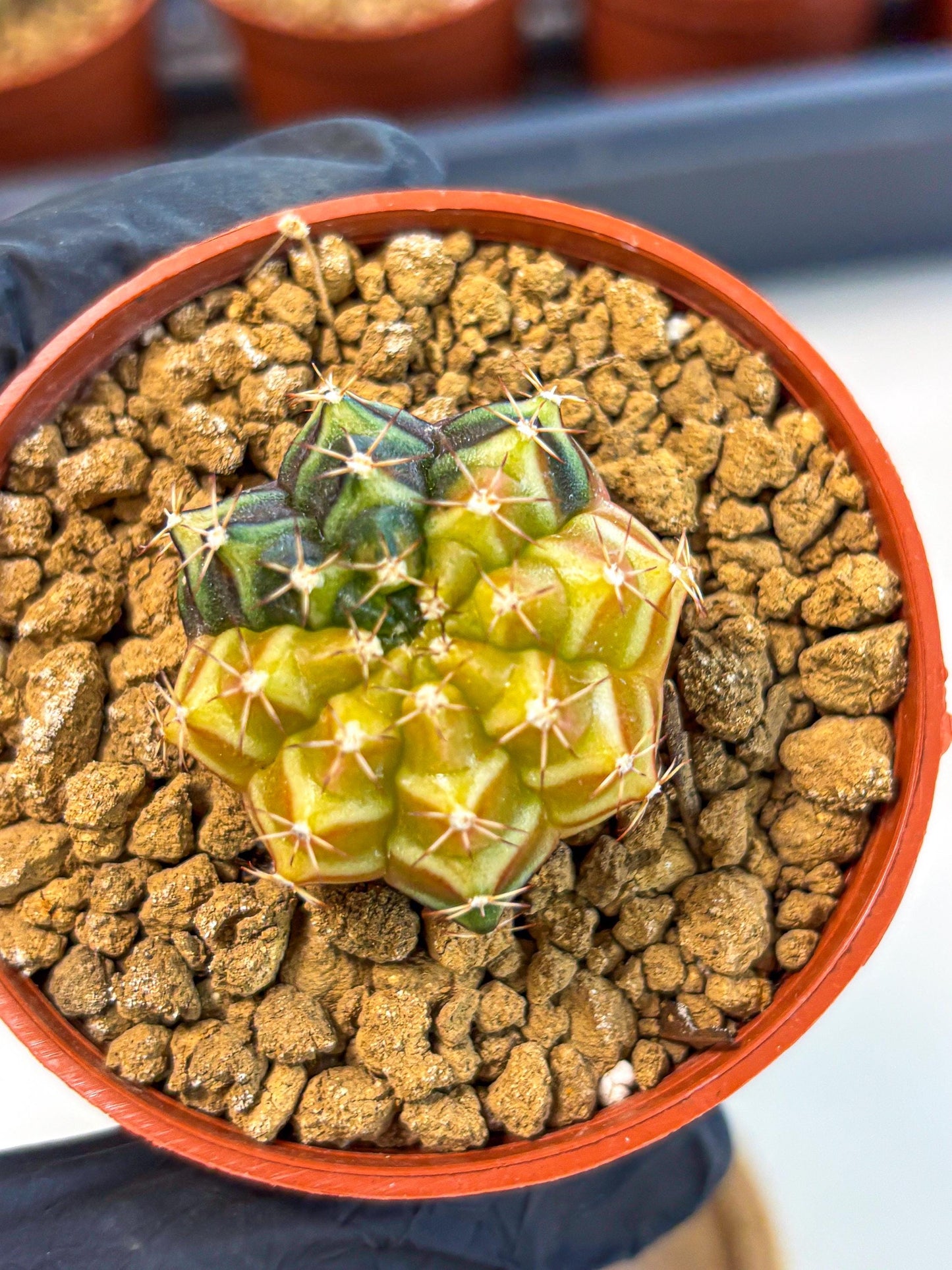 Gymnocalycium Sepia (gy12) (g2) | colorful Variegated Cactus