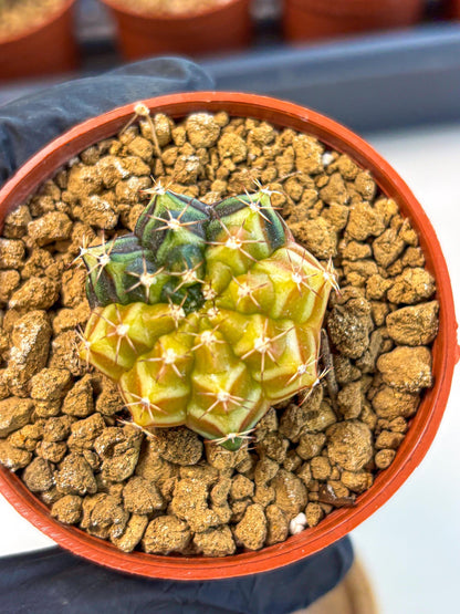 Gymnocalycium Sepia (gy12) (g2) | colorful Variegated Cactus