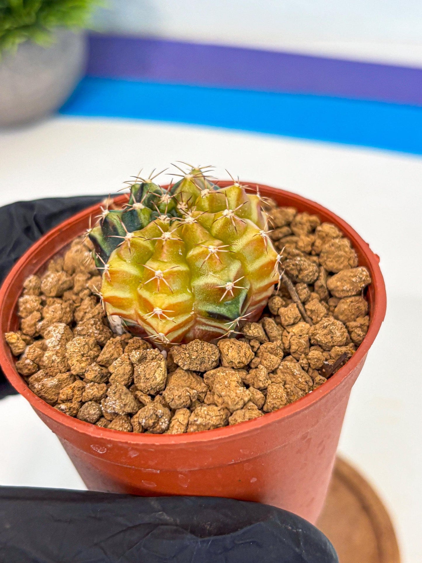 Gymnocalycium Sepia (gy12) (g2) | colorful Variegated Cactus