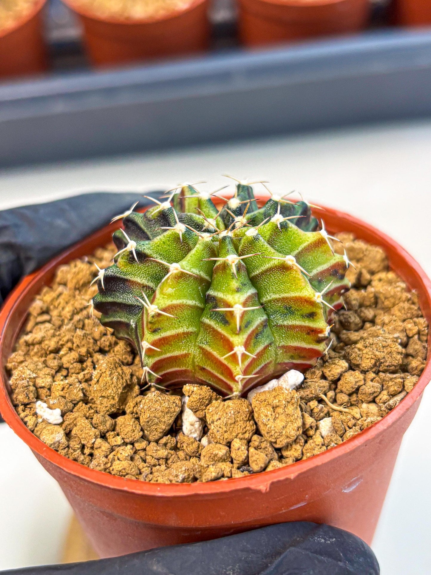 Gymnocalycium Sepia (gy12) (g3) | colorful Variegated Cactus