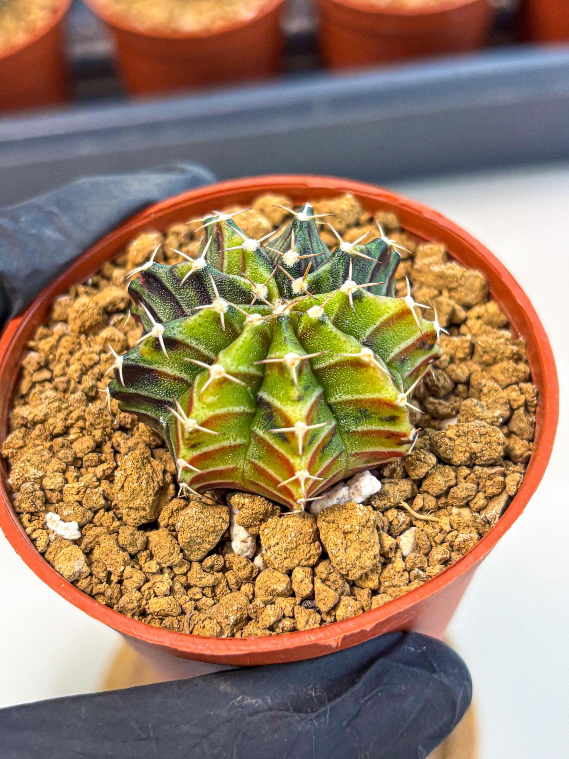 Gymnocalycium Sepia (gy12) (g3) | colorful Variegated Cactus