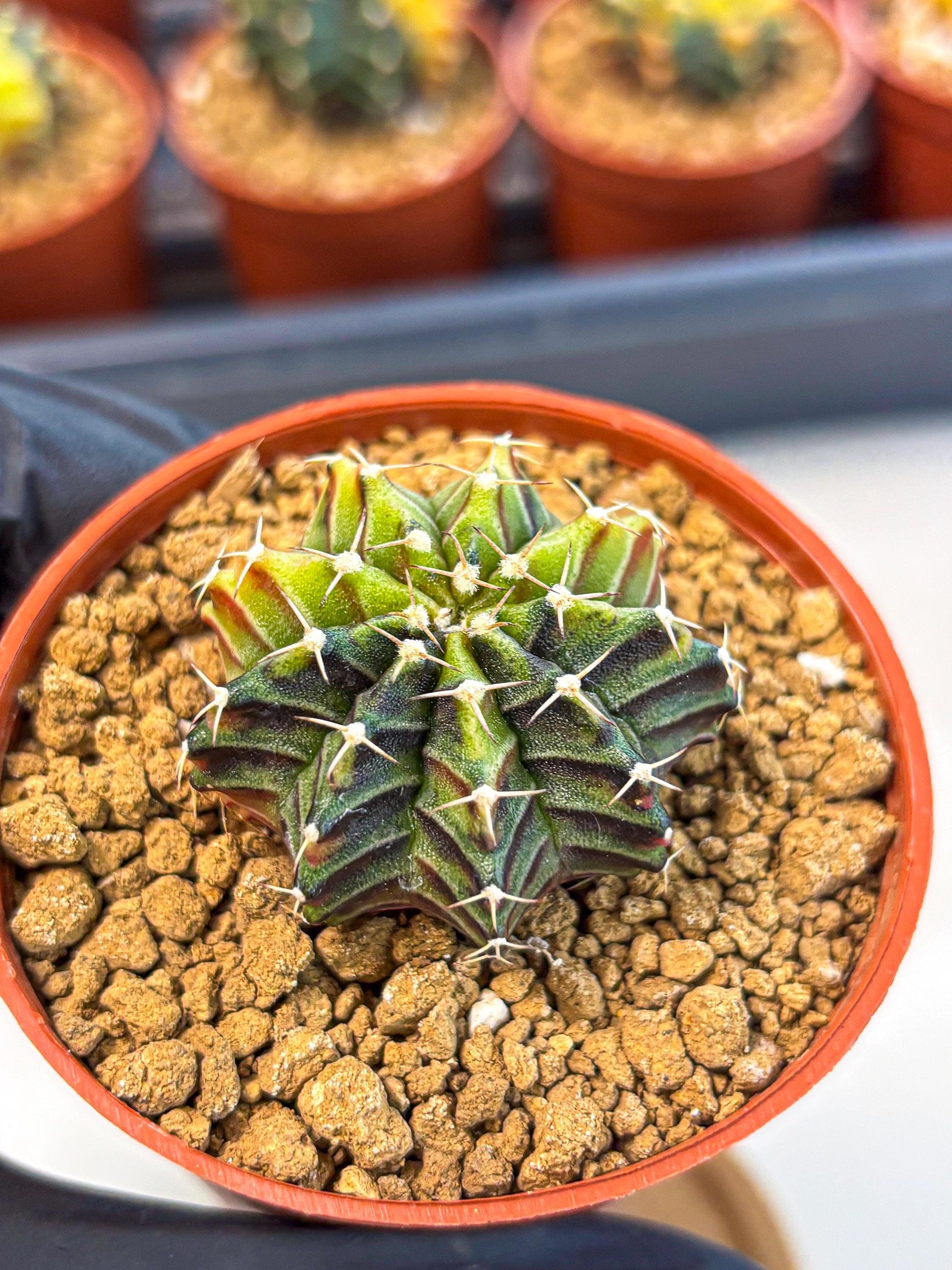Gymnocalycium Sepia (gy12) (g3) | colorful Variegated Cactus