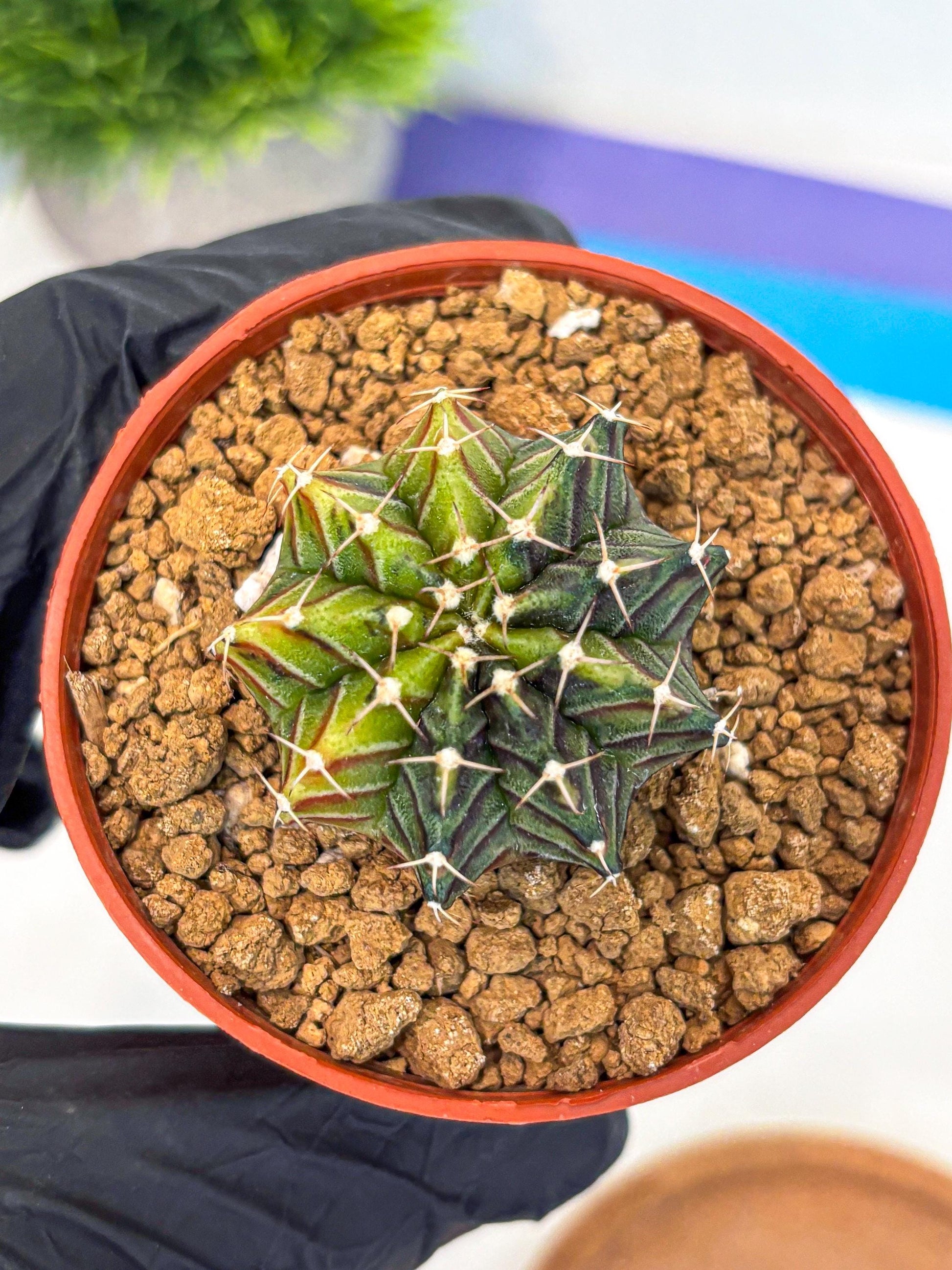 Gymnocalycium Sepia (gy12) (g3) | colorful Variegated Cactus