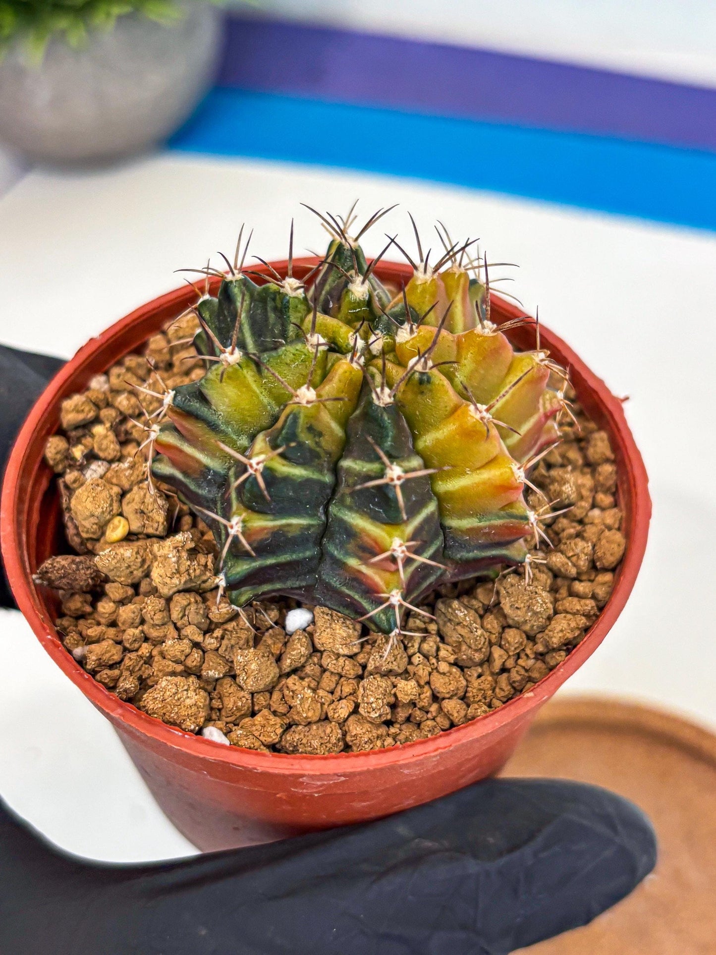 Gymnocalycium Sepia (gy12) (g4) | colorful Variegated Cactus