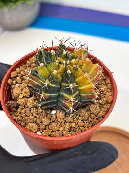 Gymnocalycium Sepia (gy12) (g4) | colorful Variegated Cactus