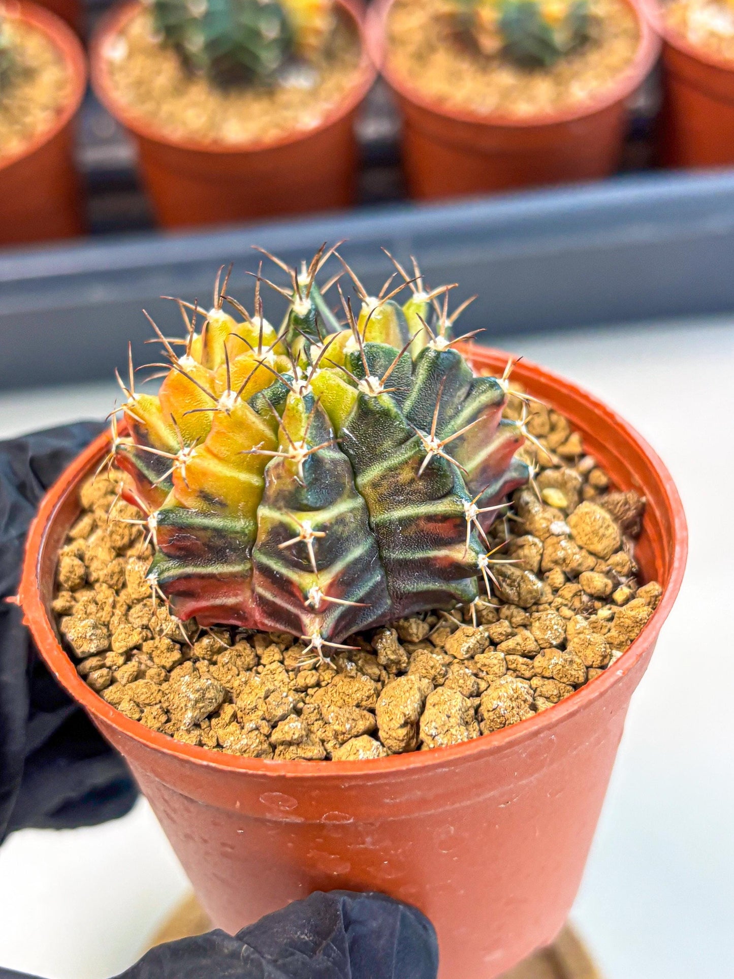 Gymnocalycium Sepia (gy12) (g4) | colorful Variegated Cactus