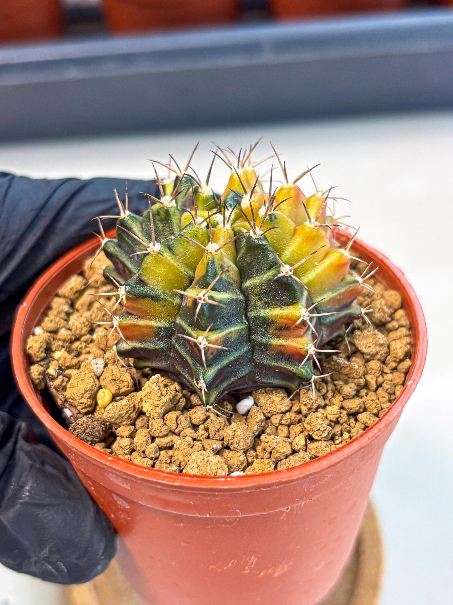 Gymnocalycium Sepia (gy12) (g4) | colorful Variegated Cactus