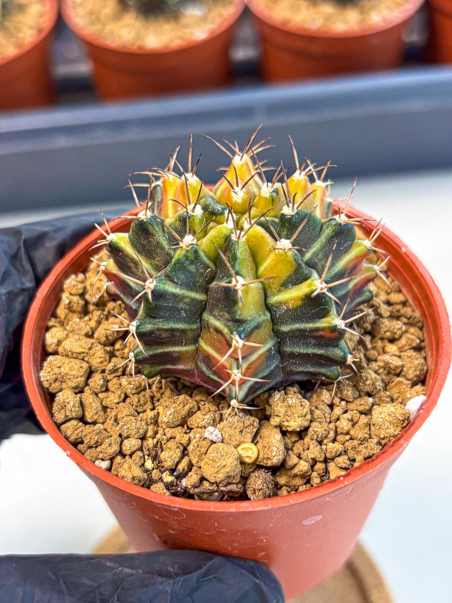 Gymnocalycium Sepia (gy12) (g4) | colorful Variegated Cactus
