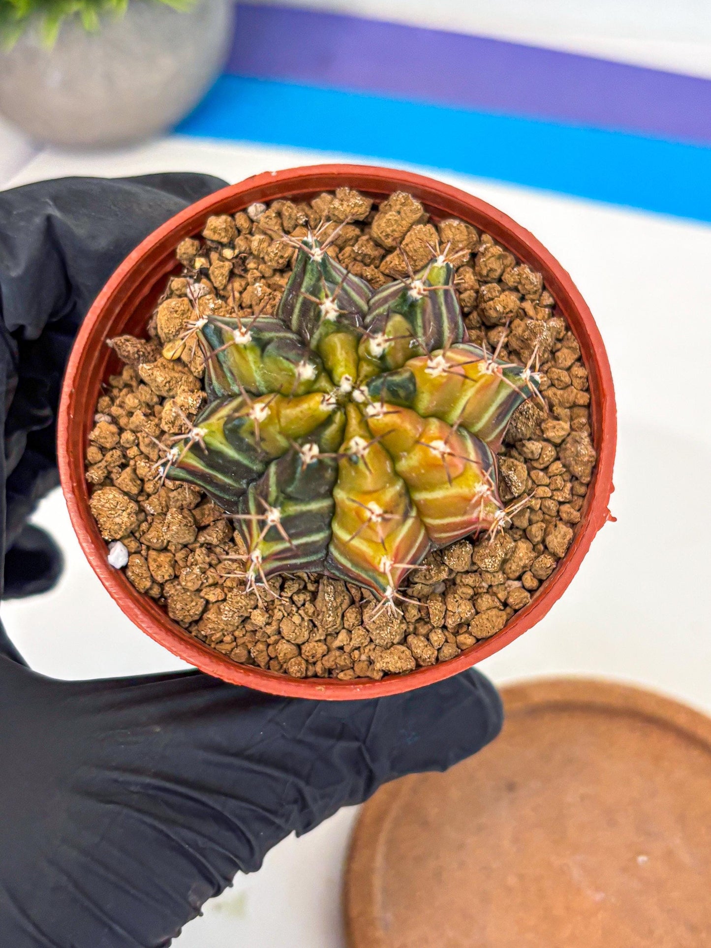 Gymnocalycium Sepia (gy12) (g4) | colorful Variegated Cactus