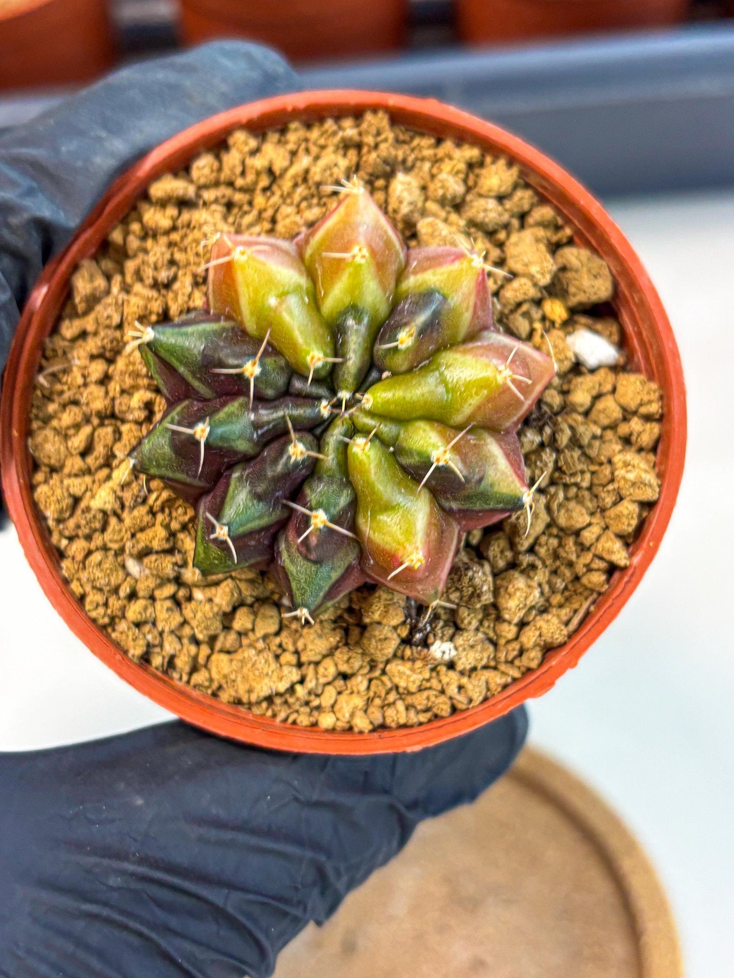 Gymnocalycium Sepia (gy12) (g5) | colorful Variegated Cactus