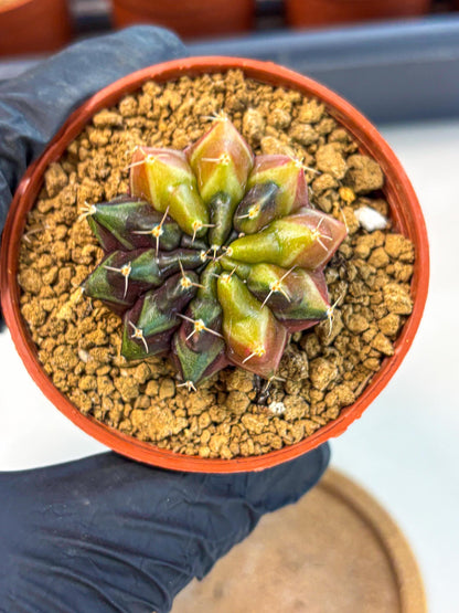 Gymnocalycium Sepia (gy12) (g5) | colorful Variegated Cactus