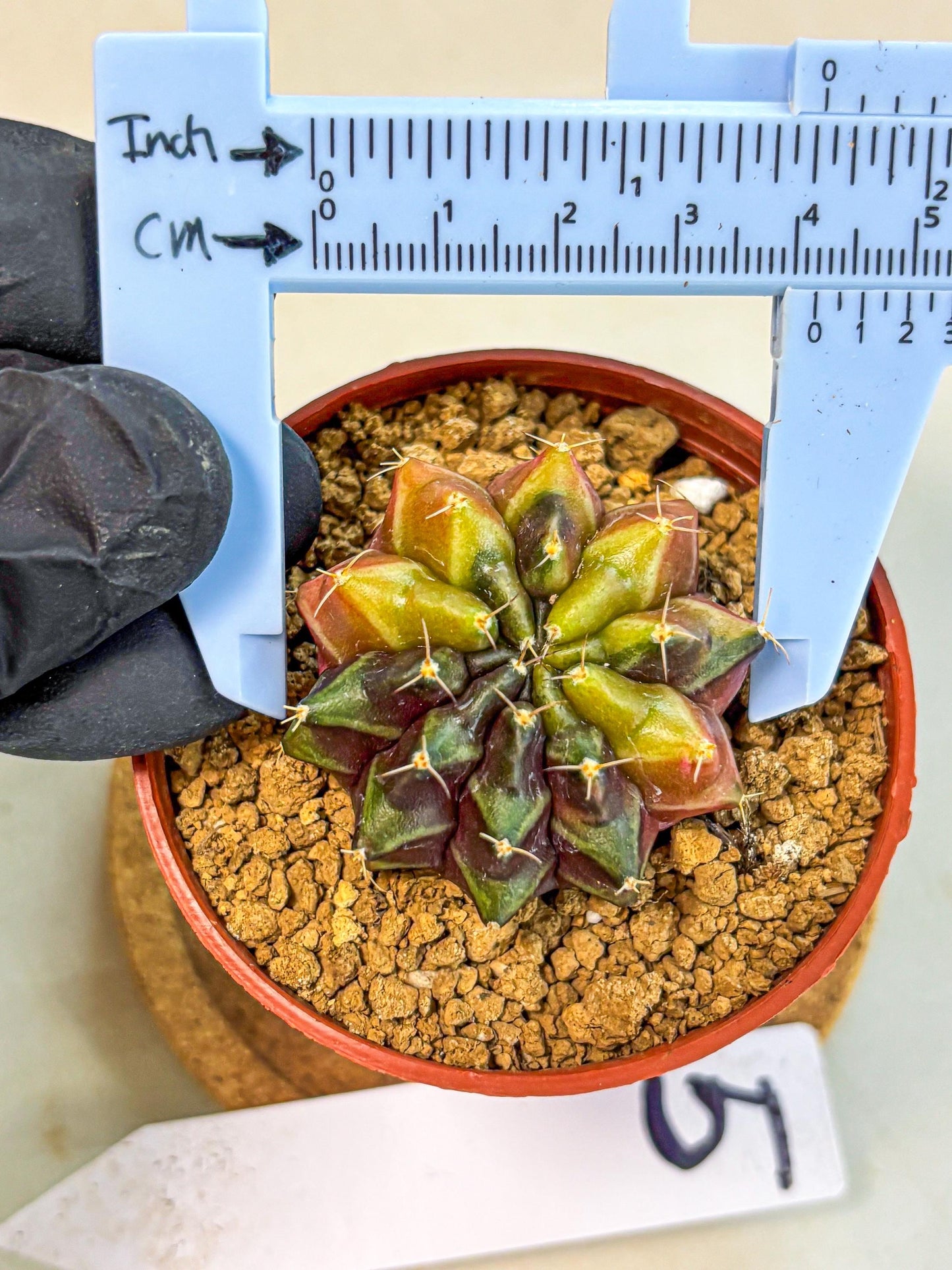 Gymnocalycium Sepia (gy12) (g5) | colorful Variegated Cactus