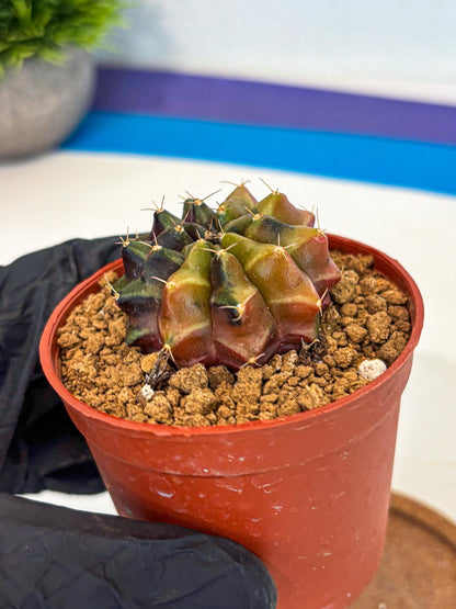 Gymnocalycium Sepia (gy12) (g5) | colorful Variegated Cactus