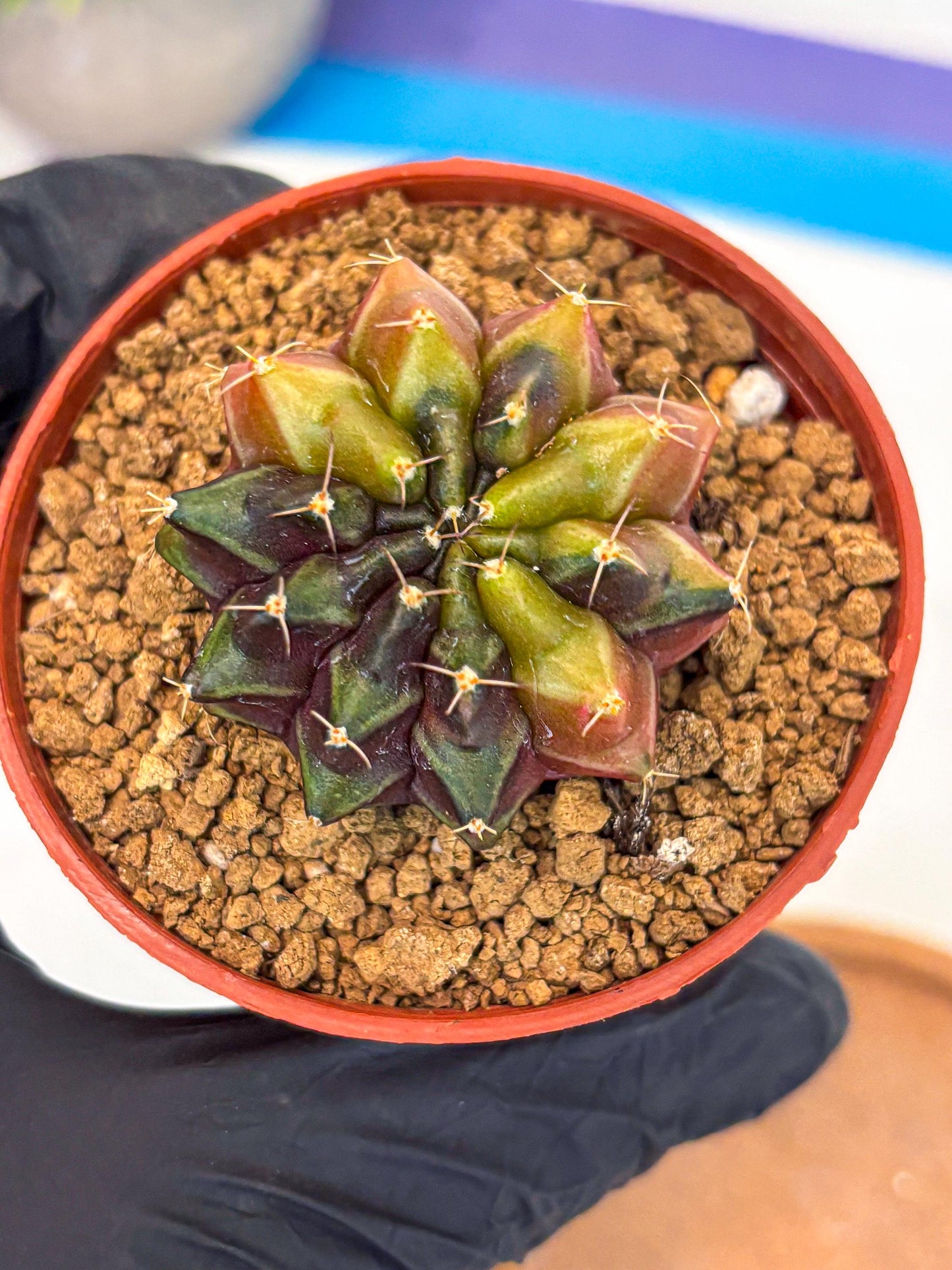 Gymnocalycium Sepia (gy12) (g5) | colorful Variegated Cactus