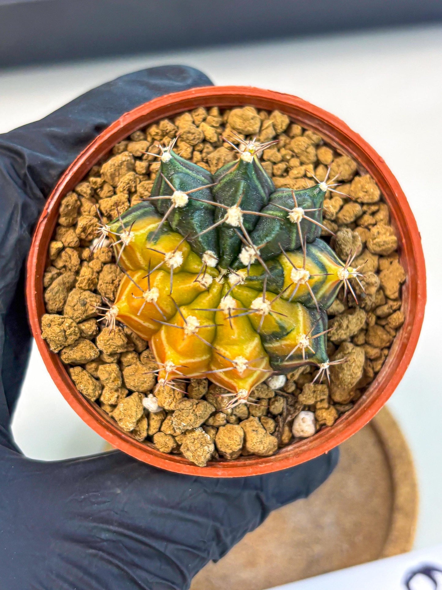 Gymnocalycium Sepia (gy12) (g6) | colorful Variegated Cactus