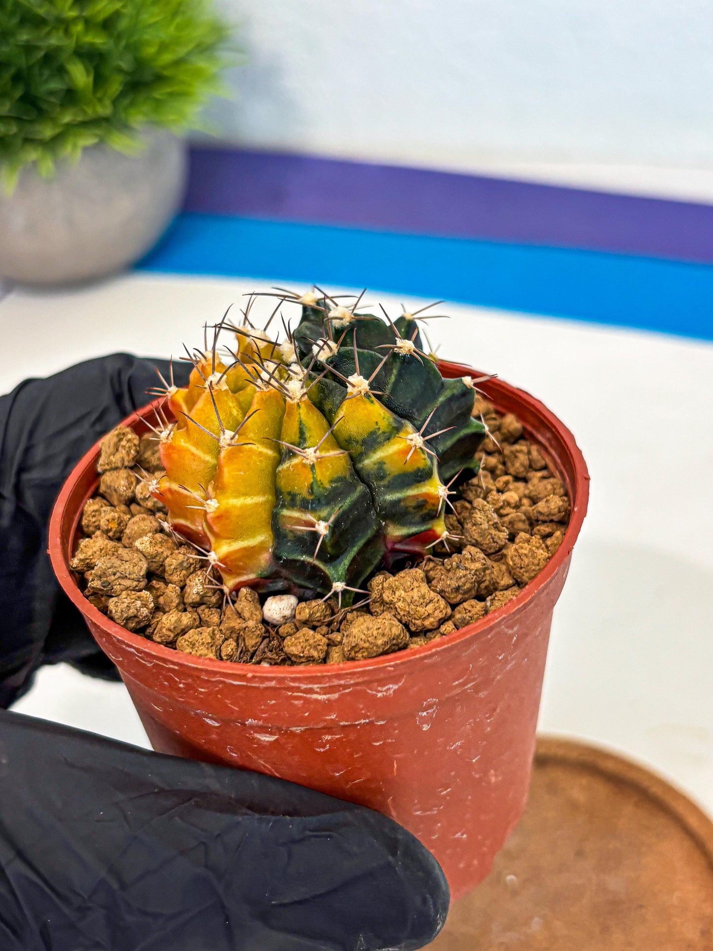 Gymnocalycium Sepia (gy12) (g6) | colorful Variegated Cactus