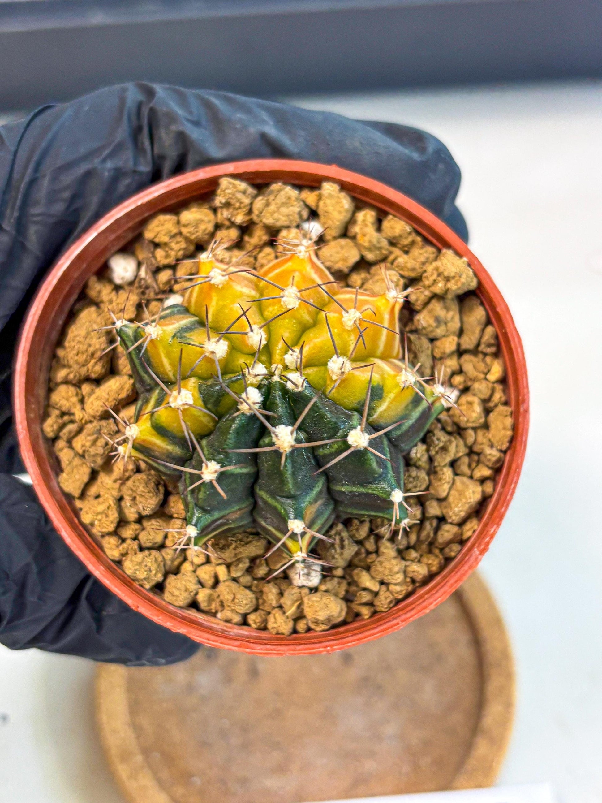 Gymnocalycium Sepia (gy12) (g6) | colorful Variegated Cactus