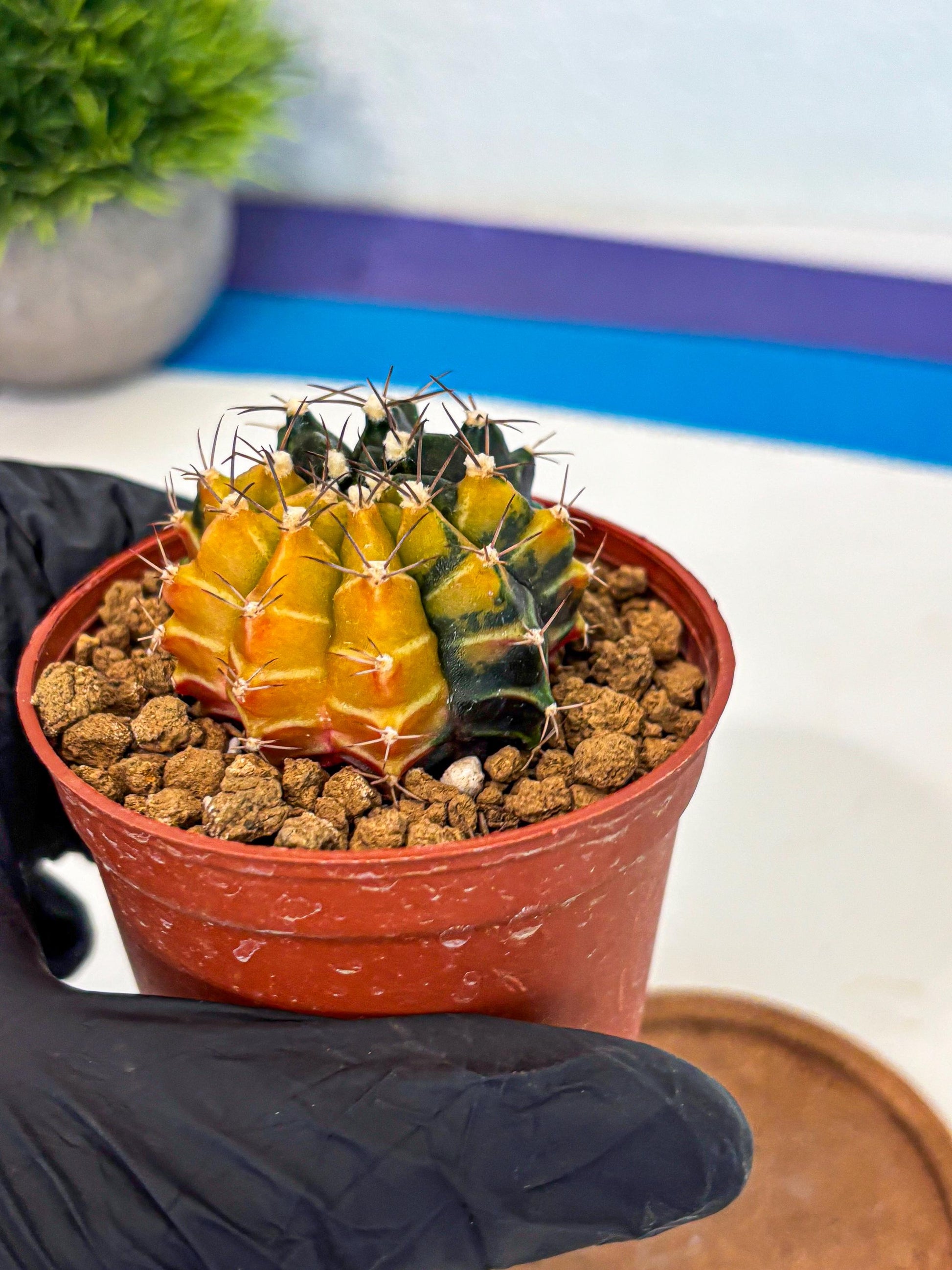Gymnocalycium Sepia (gy12) (g6) | colorful Variegated Cactus