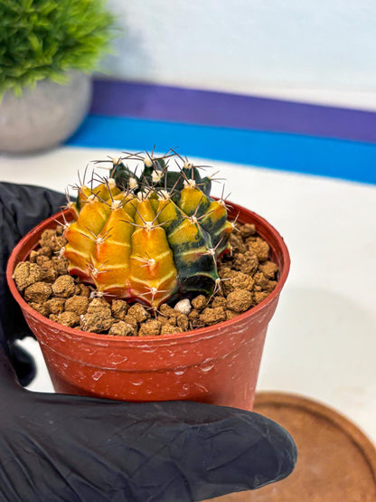 Gymnocalycium Sepia (gy12) (g6) | colorful Variegated Cactus