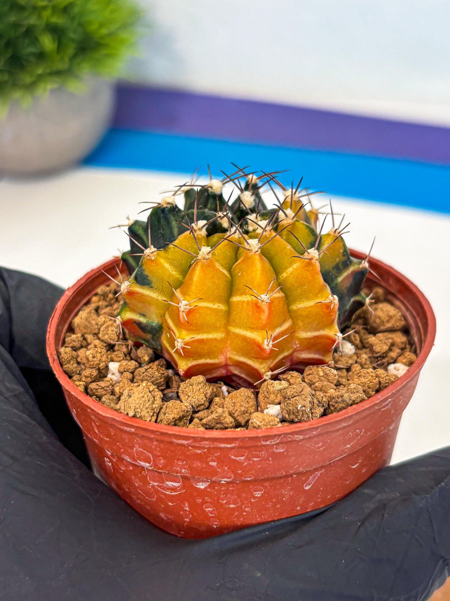 Gymnocalycium Sepia (gy12) (g6) | colorful Variegated Cactus