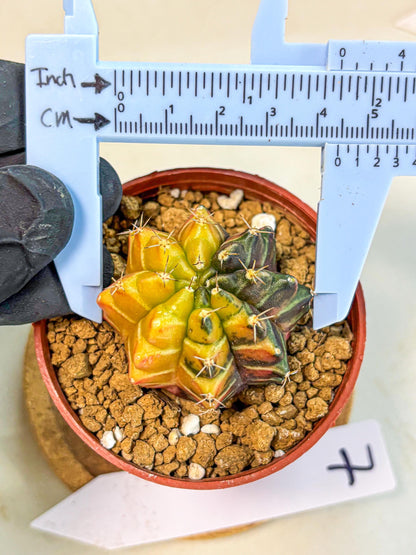 Gymnocalycium Sepia (gy12) (g7) | colorful Variegated Cactus