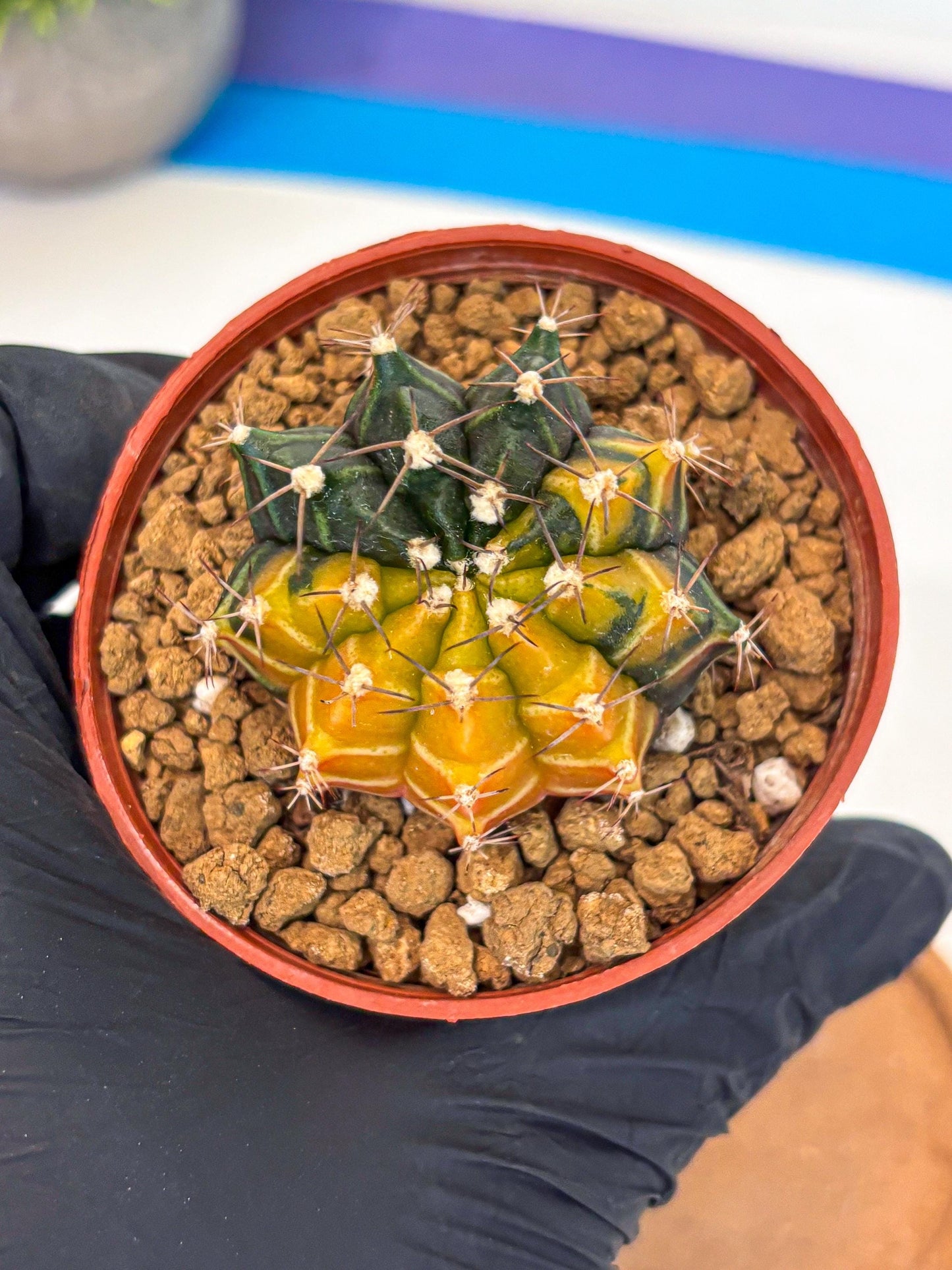 Gymnocalycium Sepia (gy12) (g6) | colorful Variegated Cactus