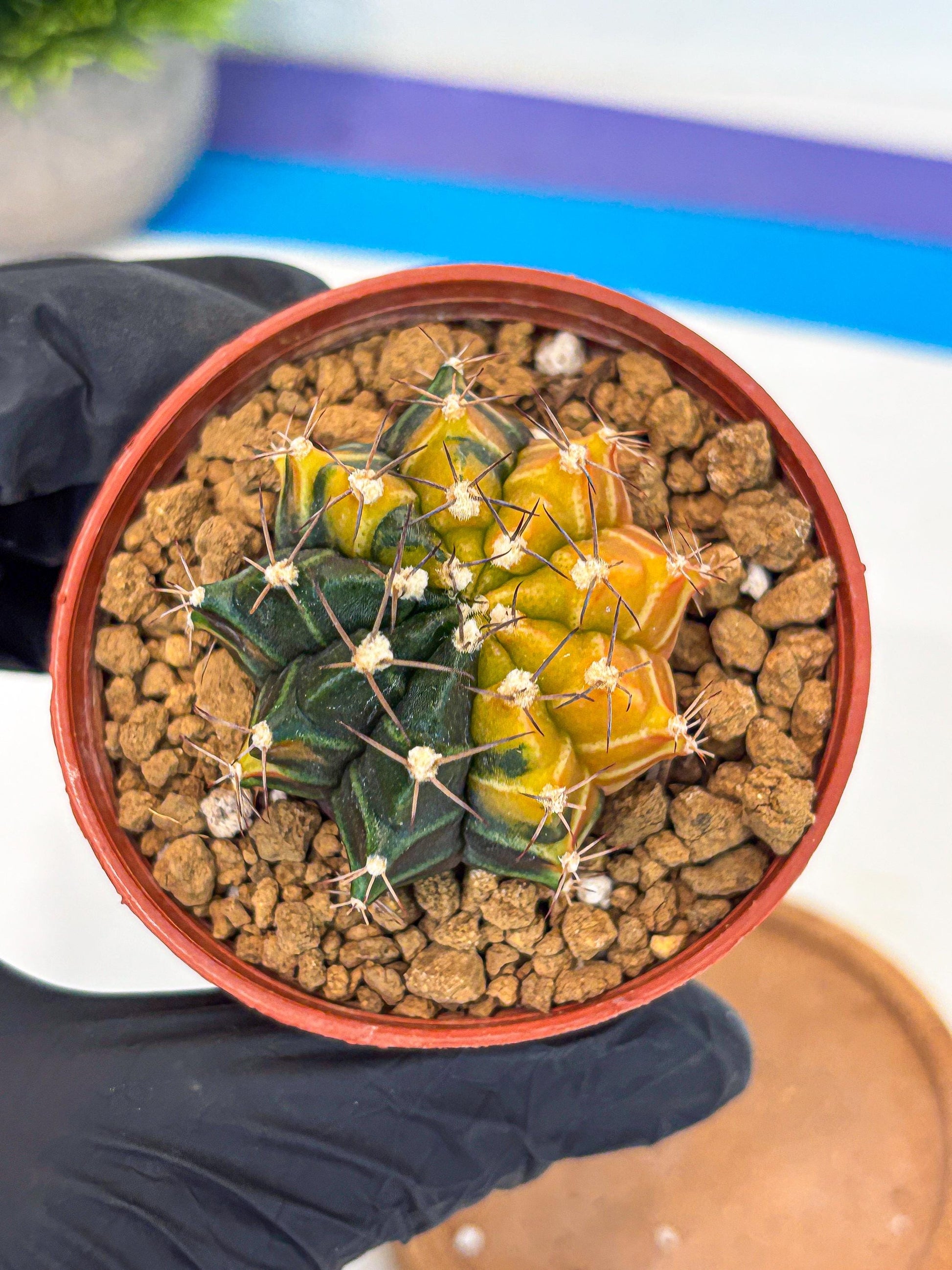 Gymnocalycium Sepia (gy12) (g6) | colorful Variegated Cactus