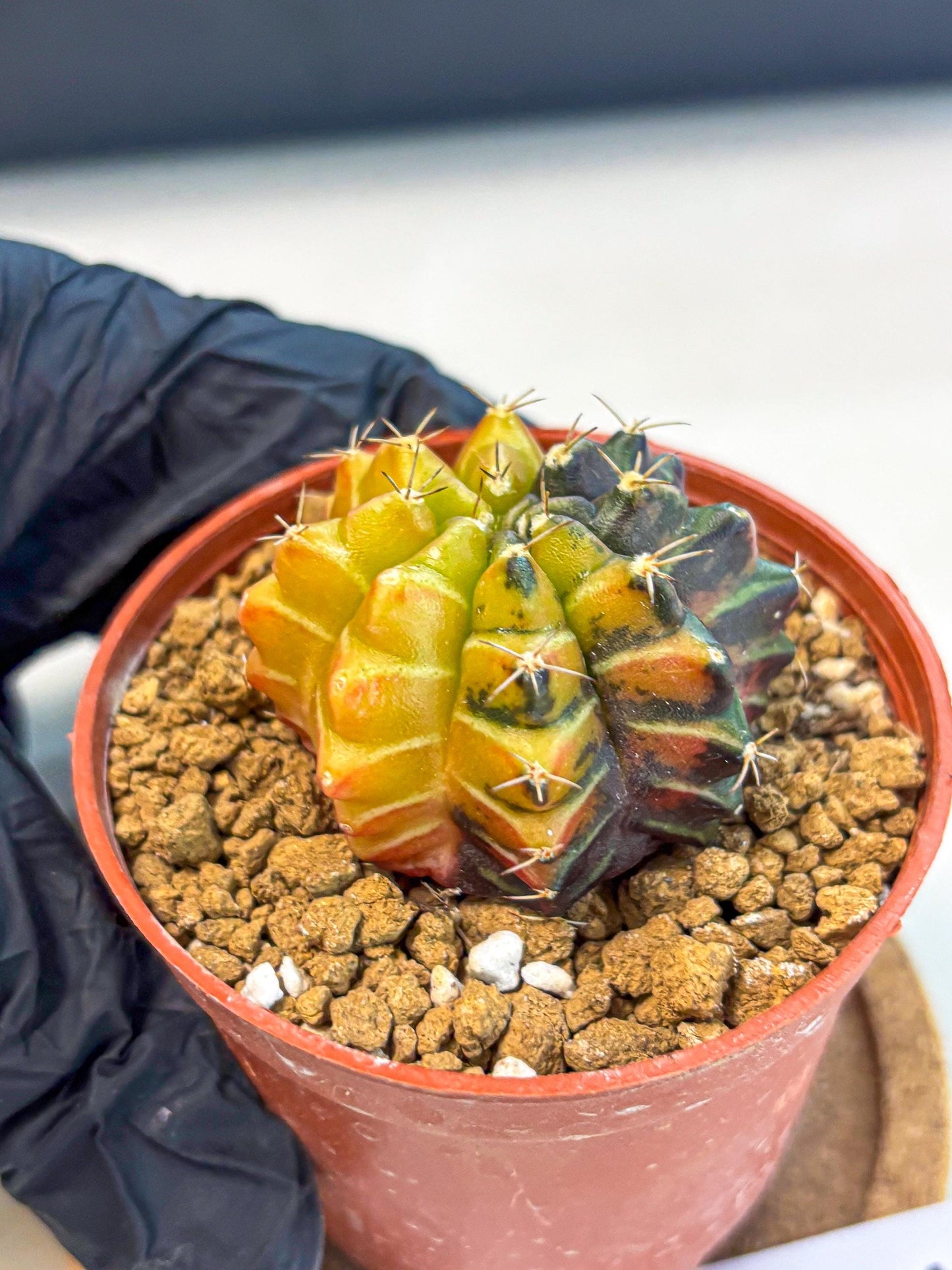 Gymnocalycium Sepia (gy12) (g7) | colorful Variegated Cactus
