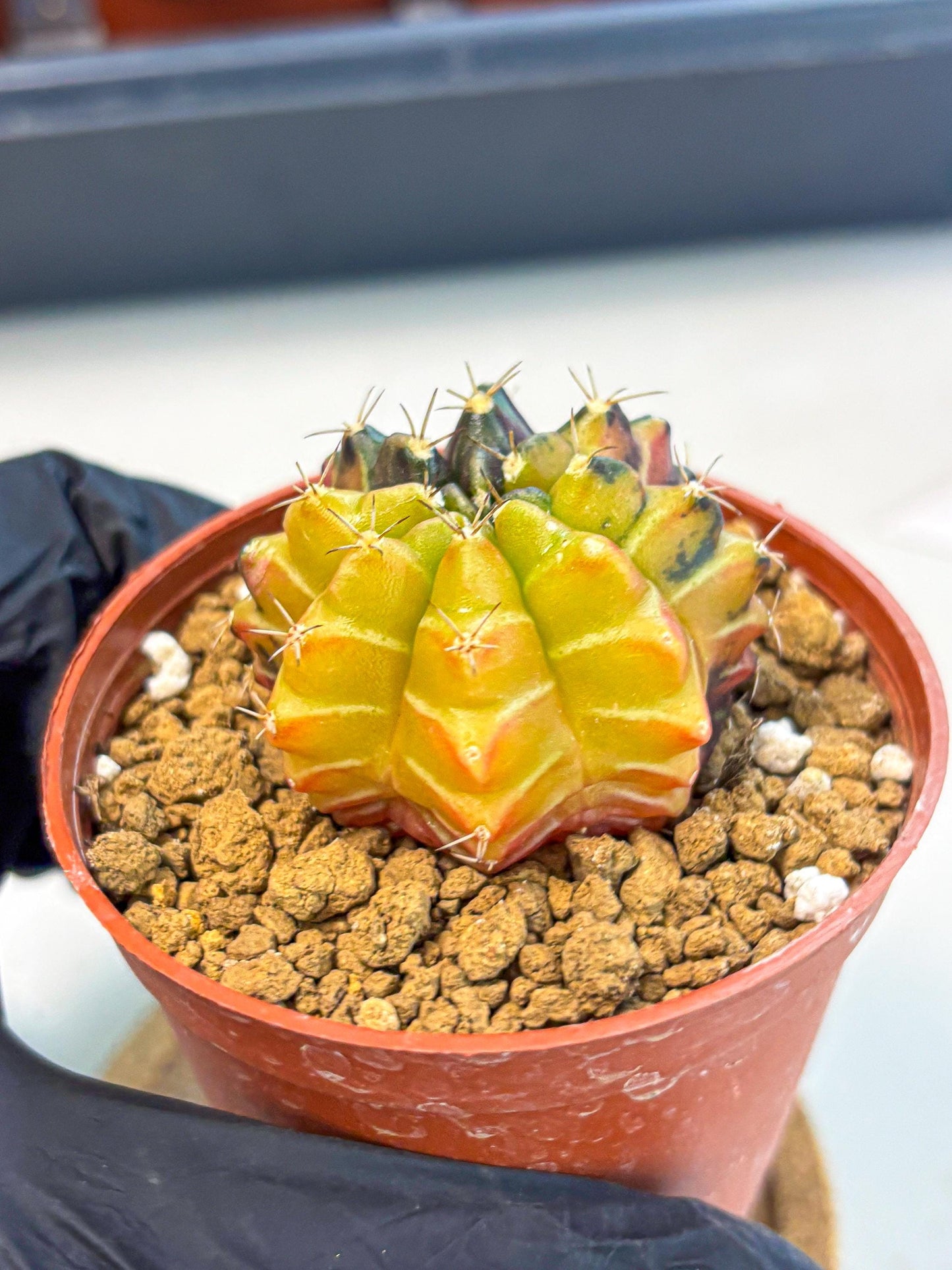 Gymnocalycium Sepia (gy12) (g7) | colorful Variegated Cactus
