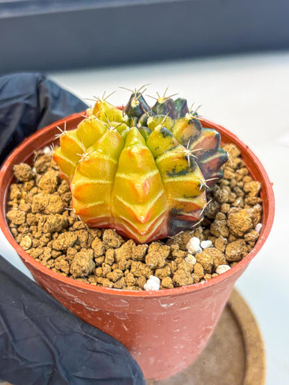 Gymnocalycium Sepia (gy12) (g7) | colorful Variegated Cactus