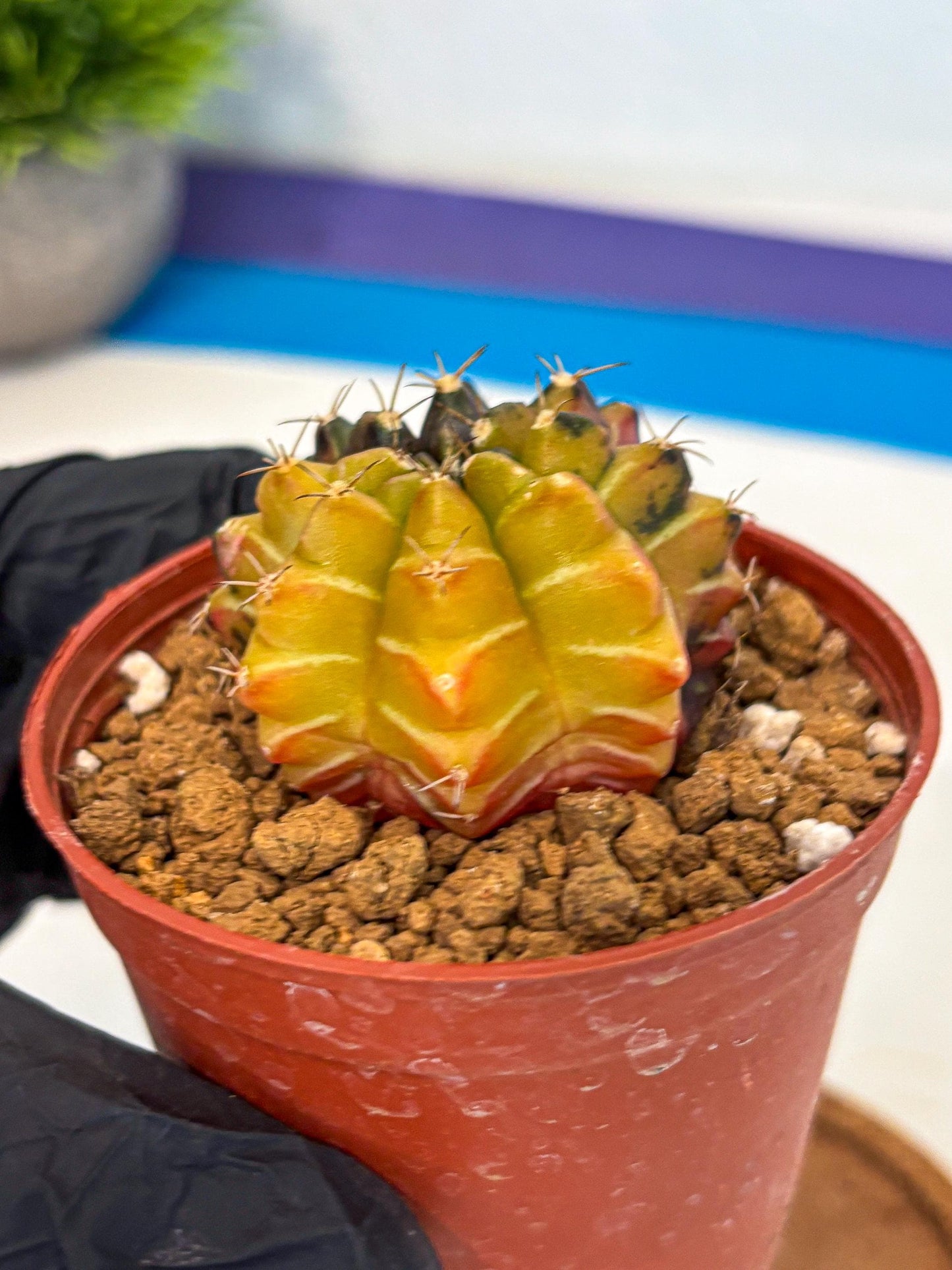 Gymnocalycium Sepia (gy12) (g7) | colorful Variegated Cactus