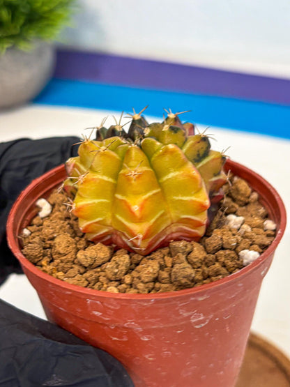 Gymnocalycium Sepia (gy12) (g7) | colorful Variegated Cactus